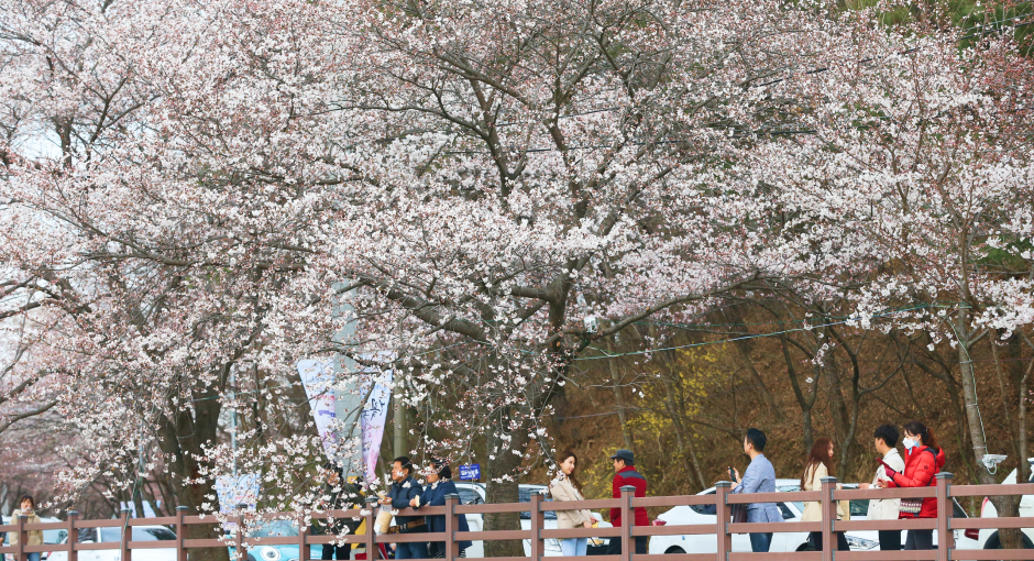 벚꽃 개화시기 축제