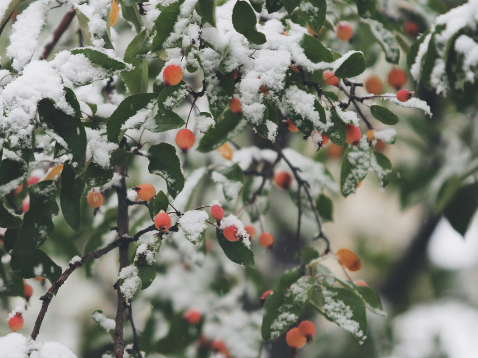 겨울 여행을 더욱 특별하게 만드는 겨울 제철 음식 여행지