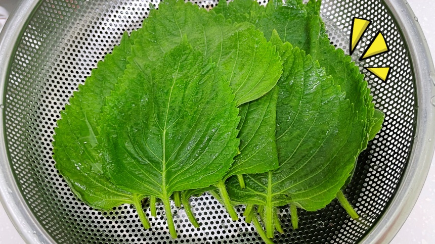 깻잎-보관법