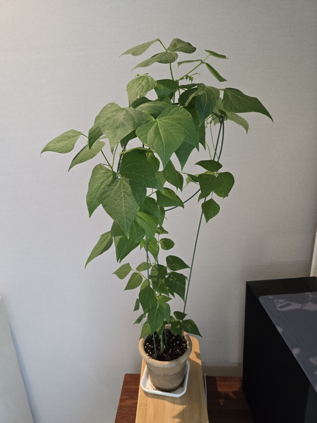 7월16일의 강낭콩