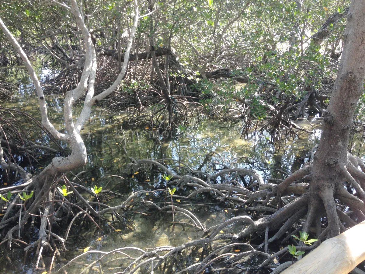 팔라완도스팔마스-리조트-맹그로브숲