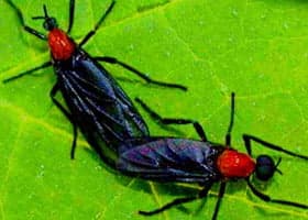 러브버그 사랑벌레 붉은등우단털파리