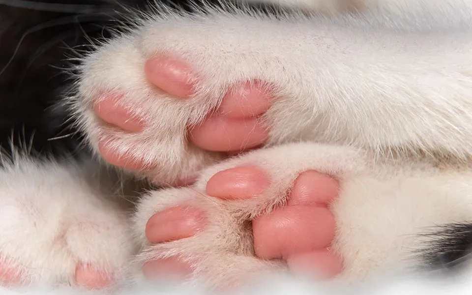 고양이 발톱 빠짐 피 염증_5