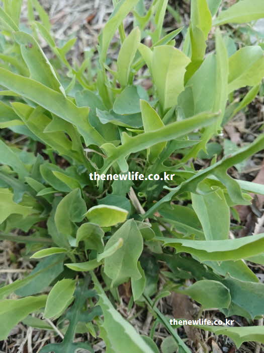 씀바귀 효능 간 기능 보호 알리파틱