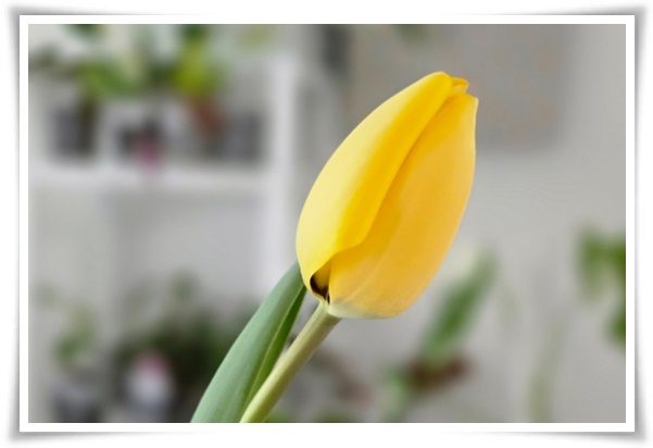 "튤립" 매력적인 봄의 대표적인 꽃, 튤립의 매력!