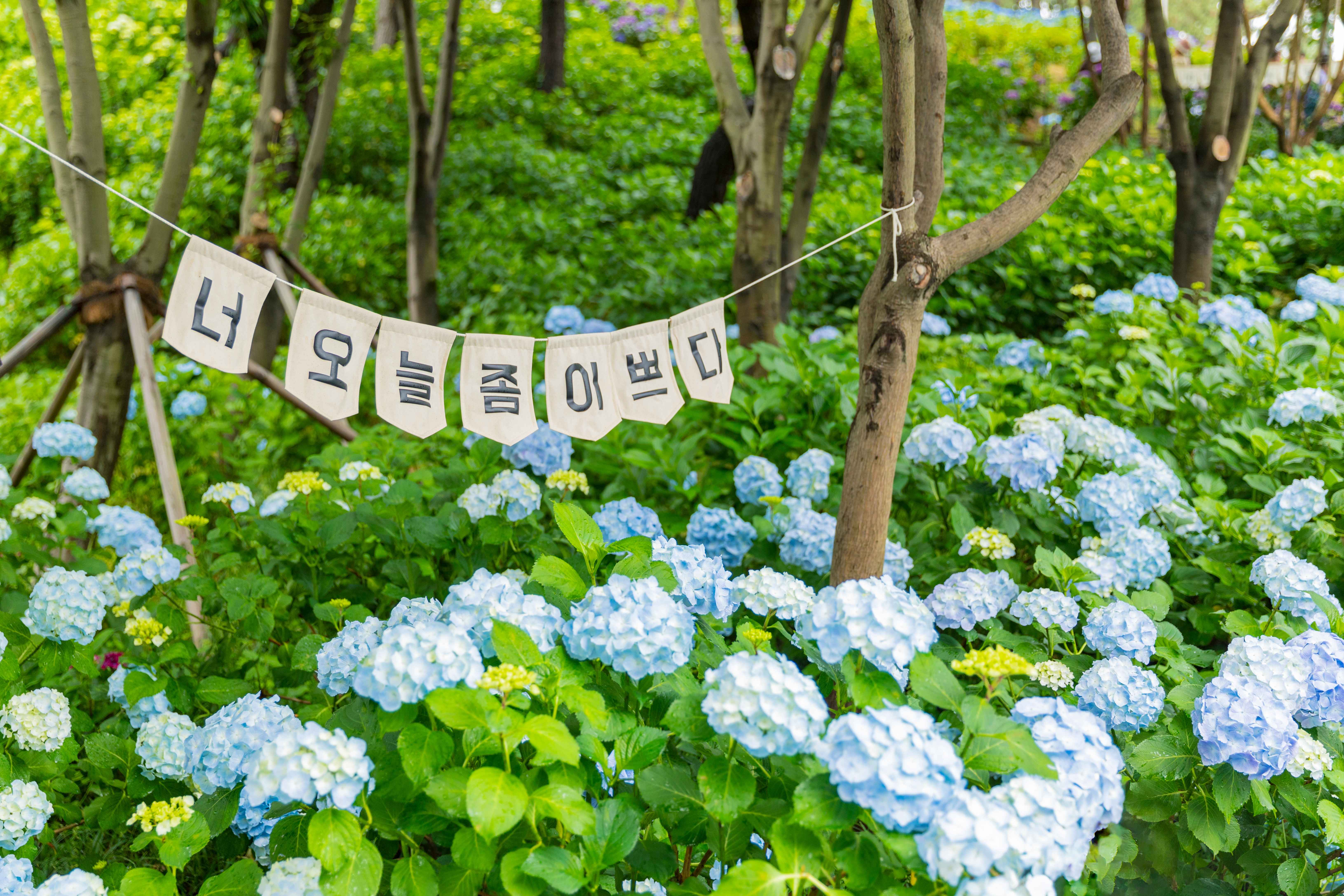 장생포 수국/울산가볼만한곳