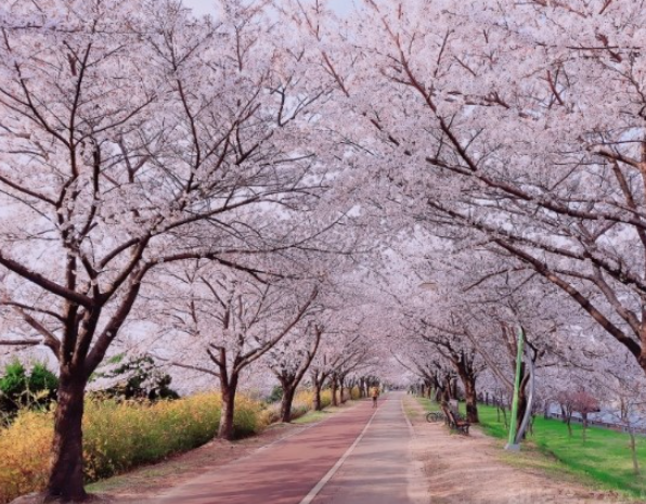 삼락생태공원 벚꽃
