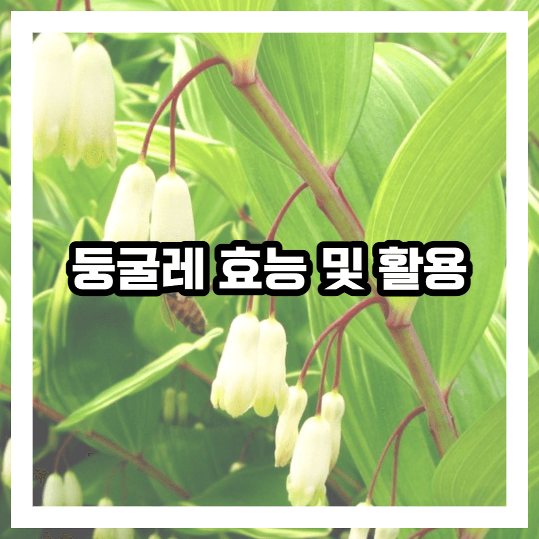 둥글레꽃 사진