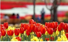 태안 튤립 축제(2025) 일정 맛집 추천관광지 관련 사진