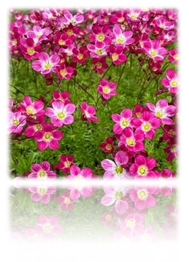 운간초(천상초)