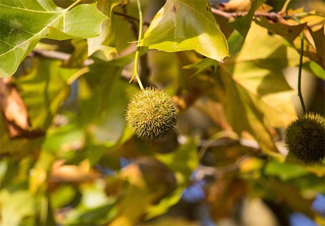 양버즘나무 열매