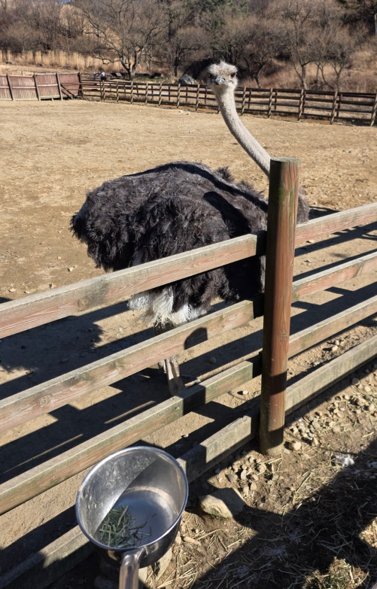 5세 아이와 함께한 대관령 삼양라운드힐