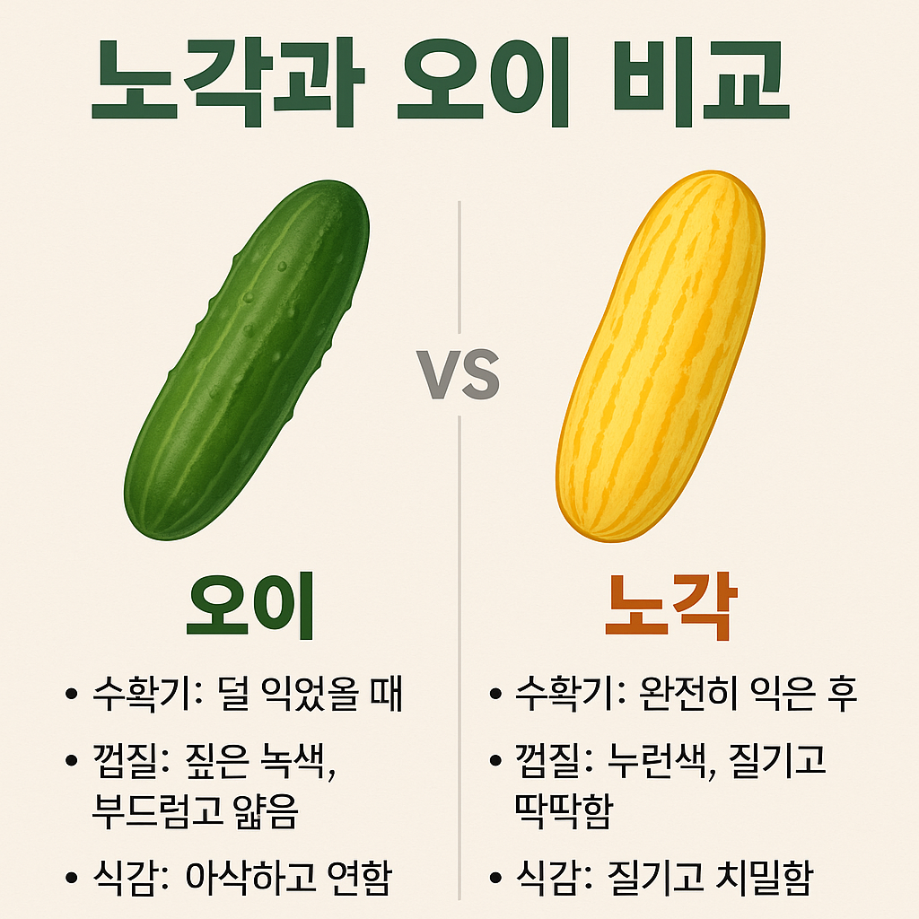 오이와 노각비교