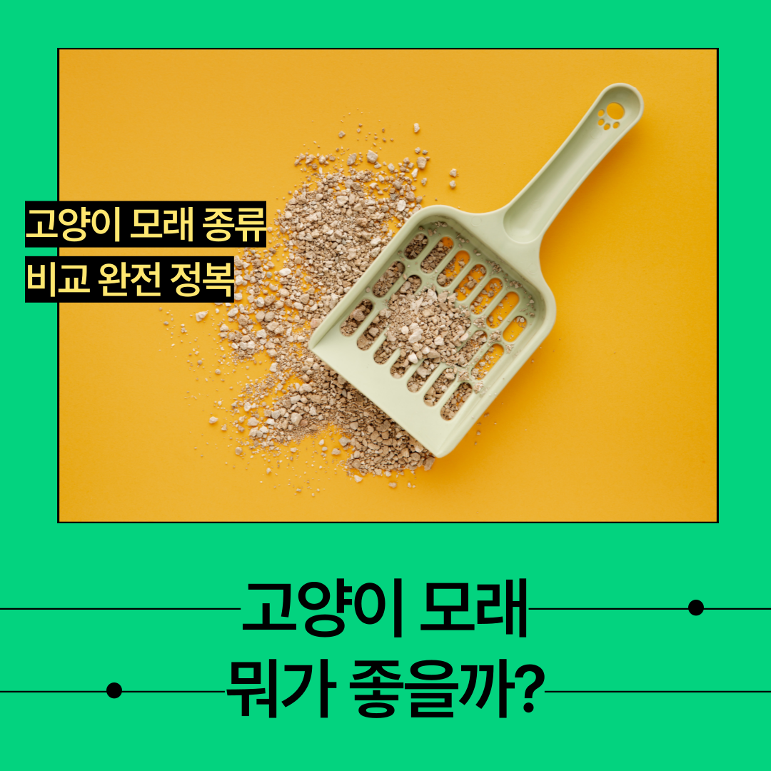 고양이 모래 종류 비교 완전 정복 - 두부모래, 벤토나이트, 실리카젤의 차이점과 선택 팁