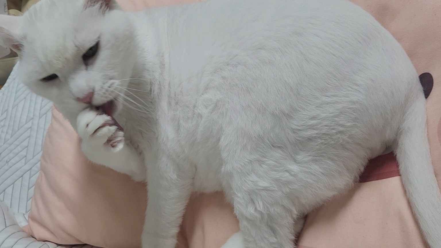 별이 앞발 그루밍