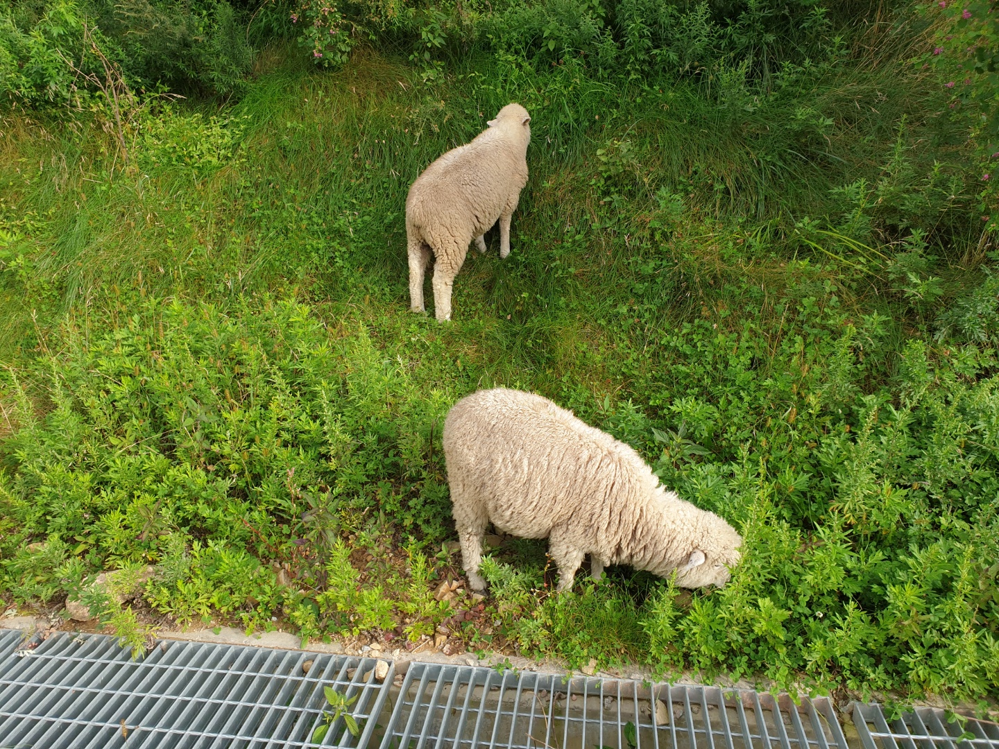 강원도 평차 가볼만한곳 6
