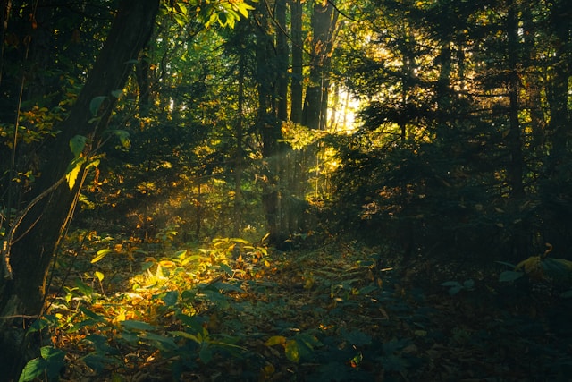 "장자의 무위이화 철학을 통해 현대인의 번아웃을 치유하고 마음의 평온을 찾는 인문학 지식 이미지"