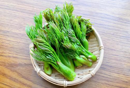 두릅의 효능과 섭취 시 주의할 점