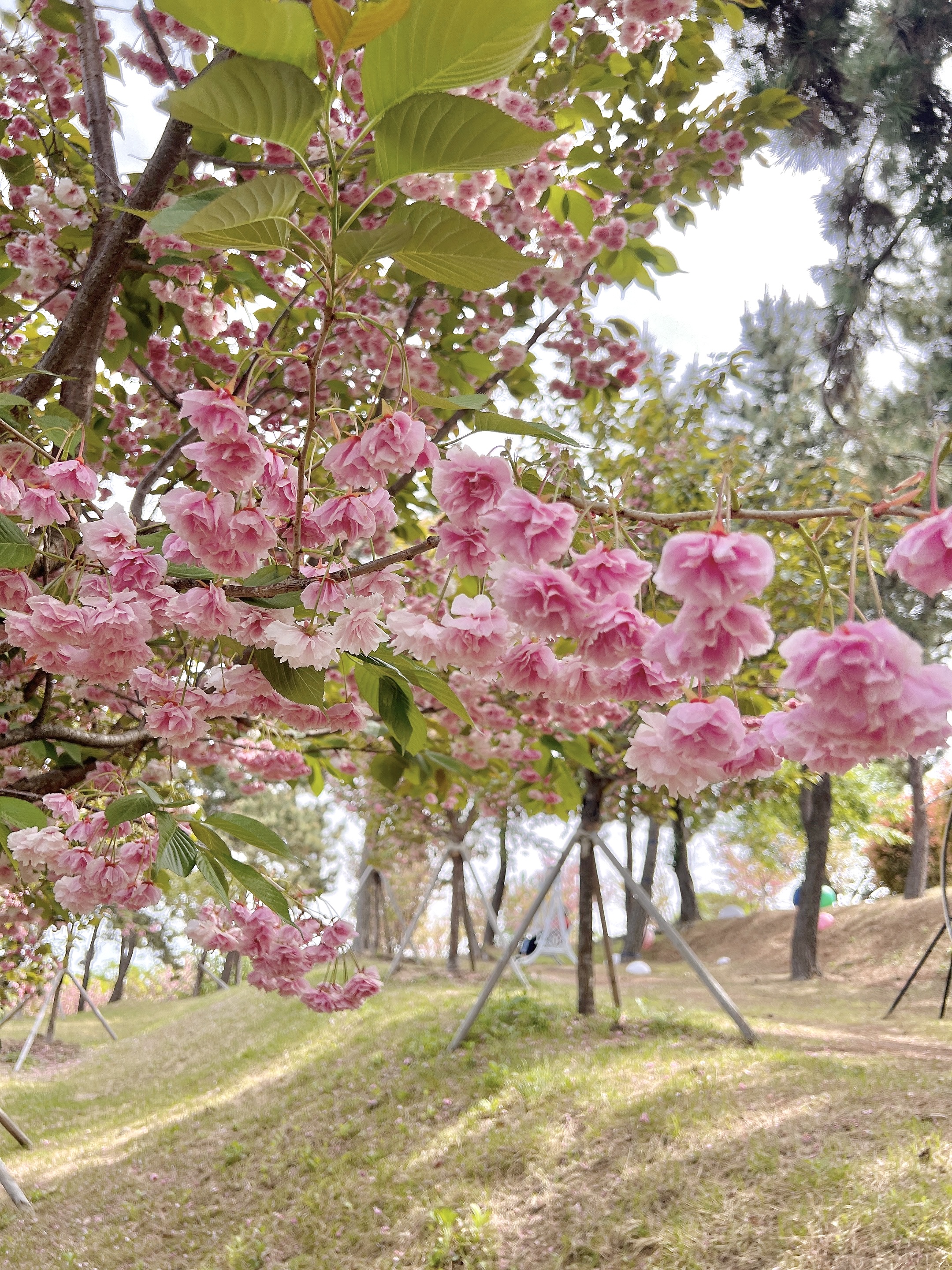 장생포 문화마을 겹벚꽃 숨은명소,울산 겹벚꽃 포토존