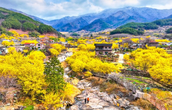 전국 봄꽃축제: 구례 산유수 마을