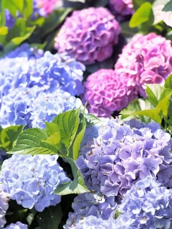 아파트 화단에 핀 5월의 꽃 송엽국 작약 금계국 털개구리미나리_23