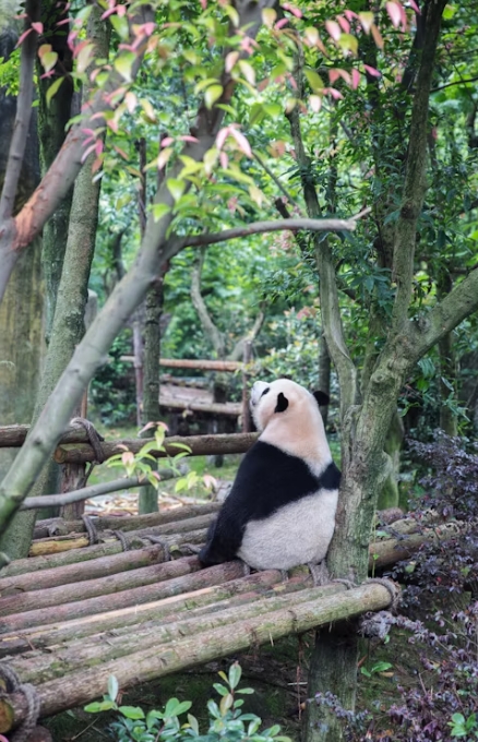 중국 청두 팬더