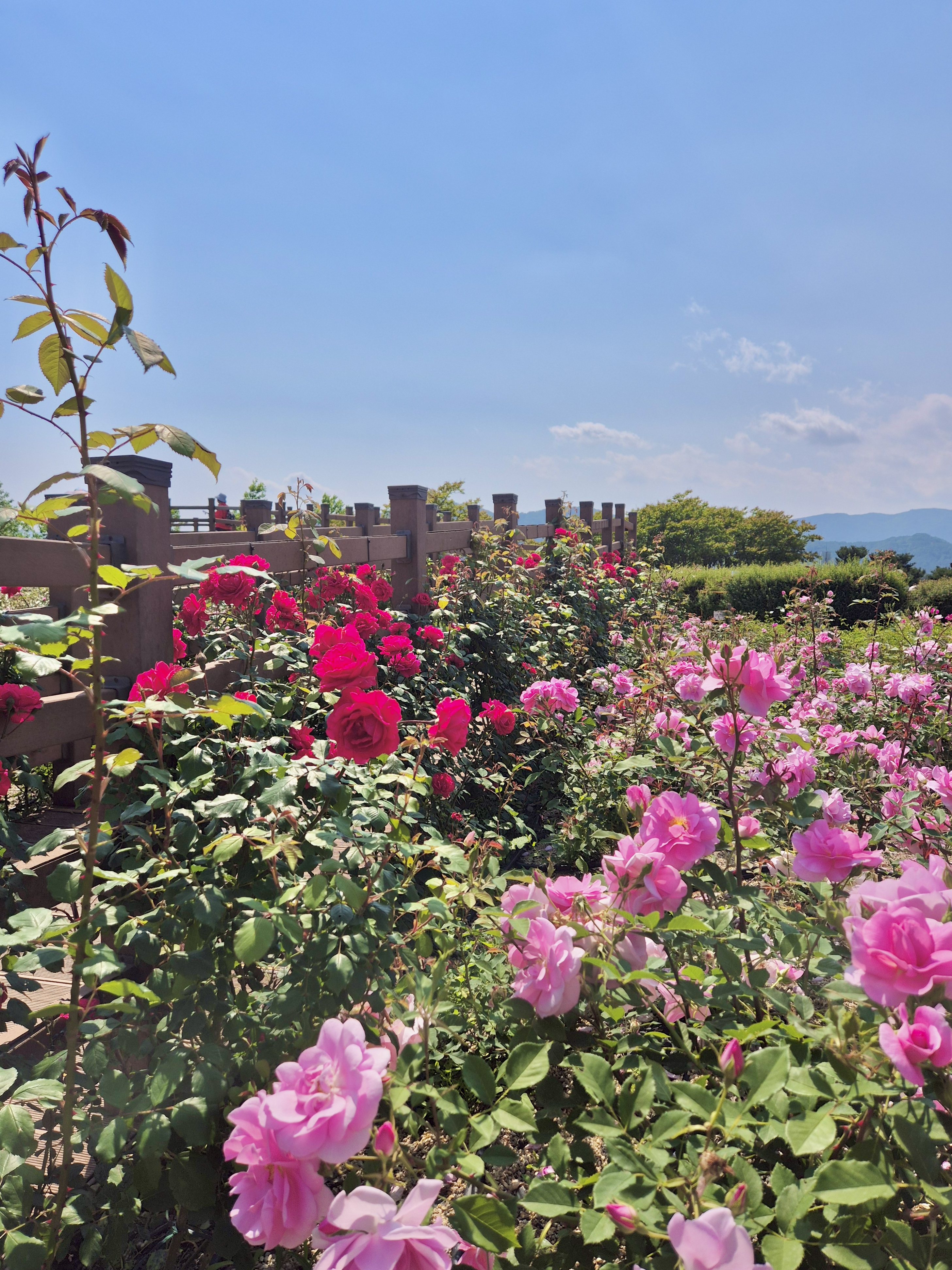 해운대 수목원 장미원, 해운대수목원, 장미명소, 노란장미, 빨간장미, 분홍장미, 장미포토존