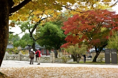 창덕궁-후원-사전-예약-필수-정보