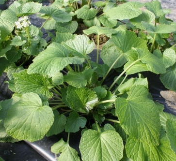 와사비잎-추출물