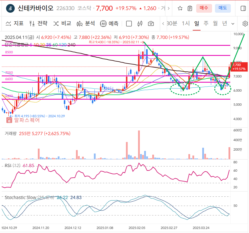 신테카바이오 일봉차트