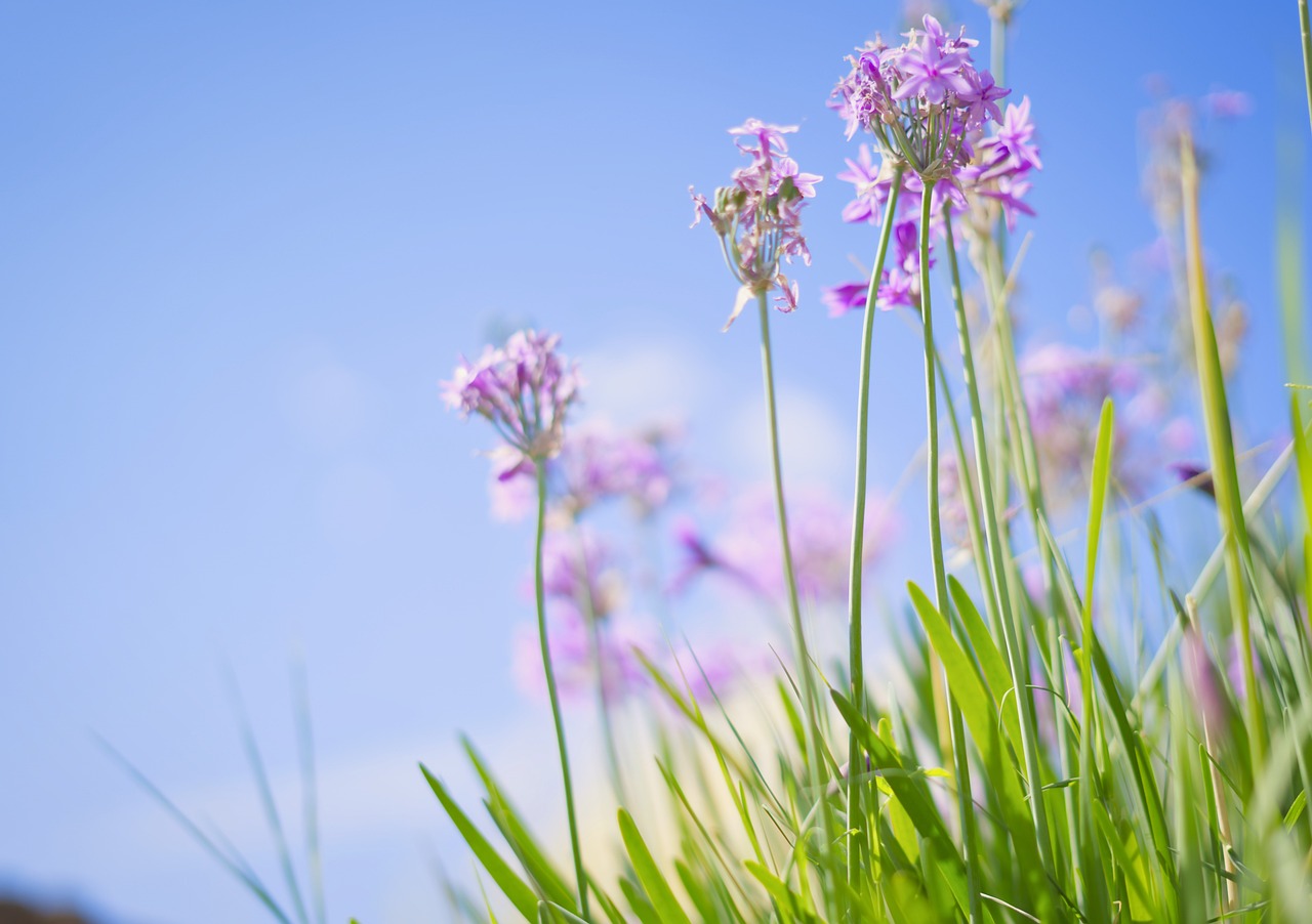 봄꽃 관련 사진