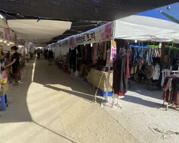 하동 북천 코스모스 메밀꽃 축제_18