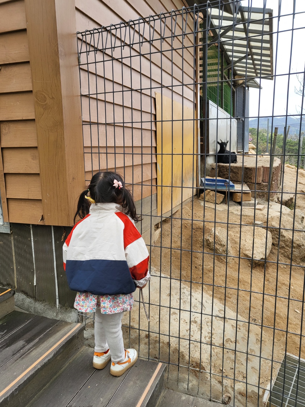 염소를 구경하는 아이