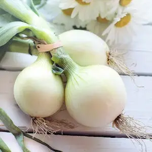양파-onion