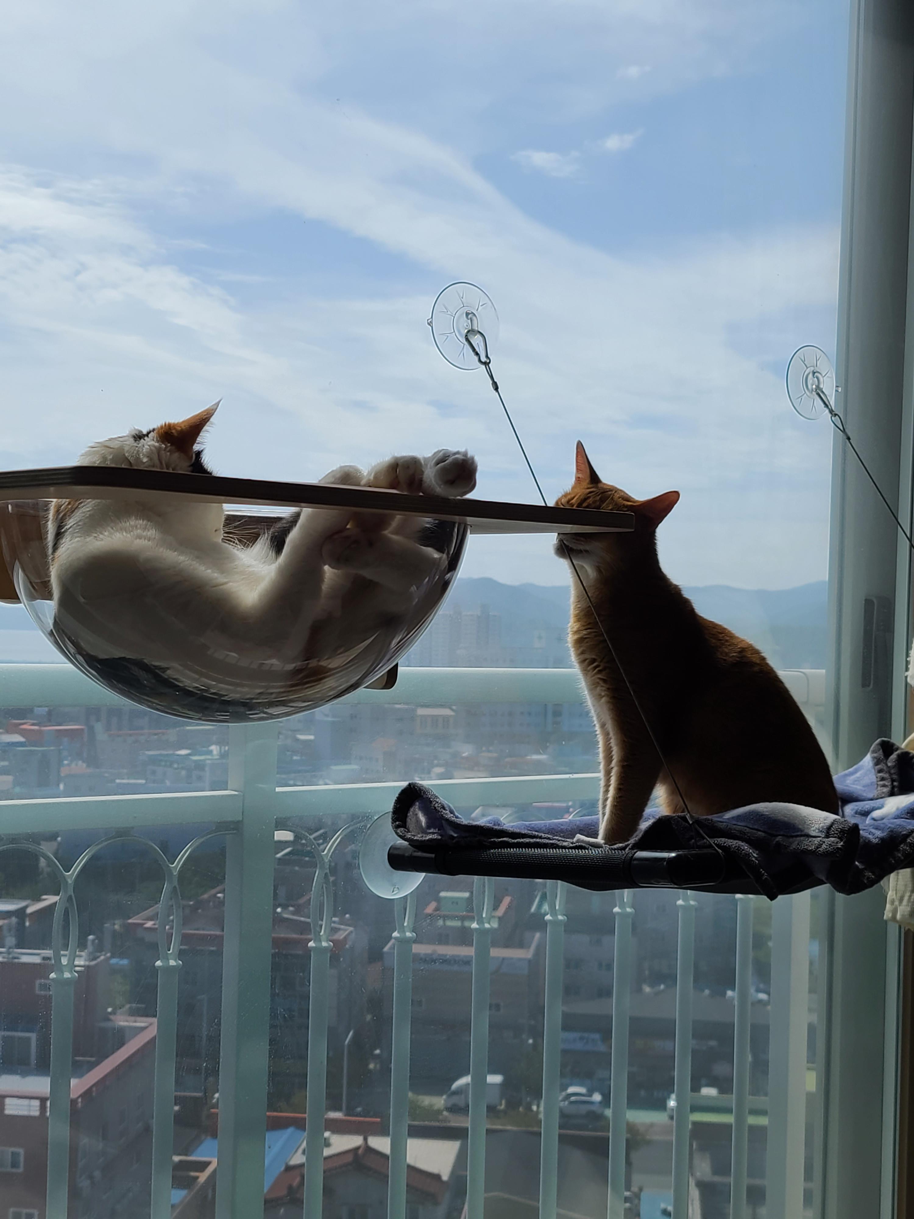 캣볼은 서열순이 아니잖아요~(feat.부드러운 카리스마 서열1위 루나)