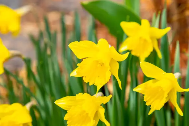출처- 픽사베이 구례 지리산 치즈랜드 수선화 실시간 4월 국내여행 추천