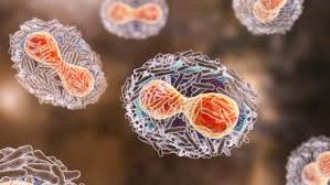 엠폭스-바이러스의-현미경-이미지-바이러스-구조적-특징-표시