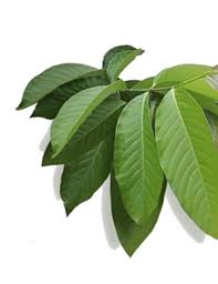 햇살담은 바나바 효능 부작용 섭취방법 내돈내산 후기