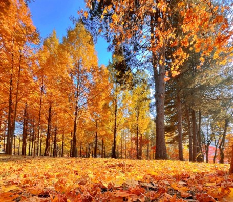 10월 국내여행지 베스트10. 남이섬 (경기도 가평군)