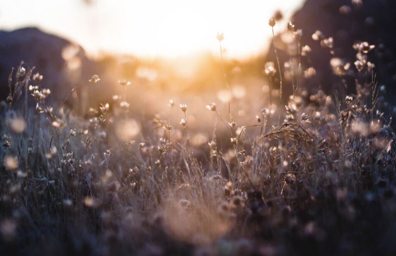 상조회사 순위 1위 ~ 5위? 각 상조회사 별 혜택 및 특징 알아보기 2