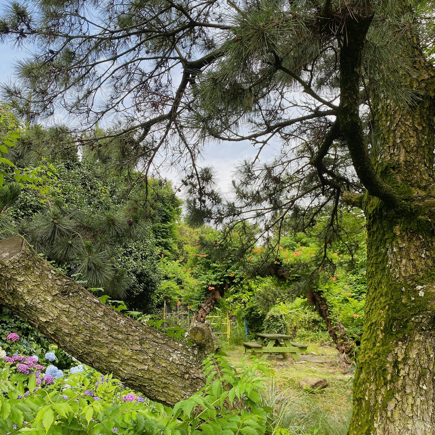 제주 노형동 러브랜드 정원카페 미스틱3도 피크닉 한라봉 흑돼지