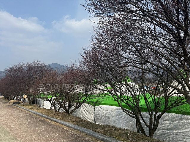 광양매화축제 기간 입장료 개화상황 프로그램 주차장 셔틀버스 25년3월8일실시간사진