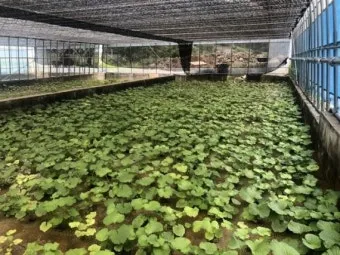 냉이 재배 가을 파종 월동 보온 봄 수확_3