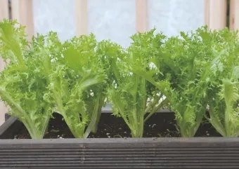 엔다이브 재배 상토 선정 배수 통풍 연속 수확_5