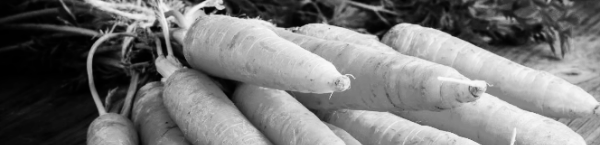 당근 재배방법: 물주기