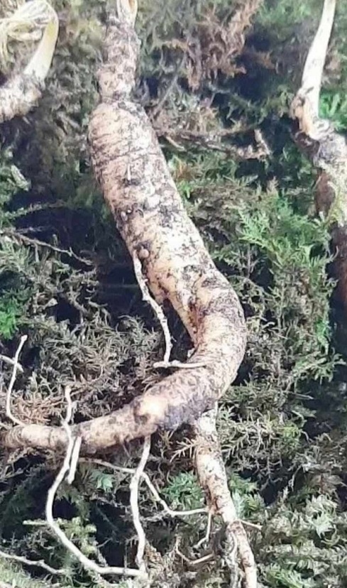 한국인의밥상-함양-오봉산-산양삼