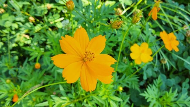 코스모스-황화코스모스-재배방법-씨앗-파종방법-심는방법-솎아주기-병충해-방제