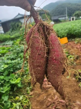 고구마캐는시기 딱 3가지 신호만 보세요 보관법까지 총정리로_25