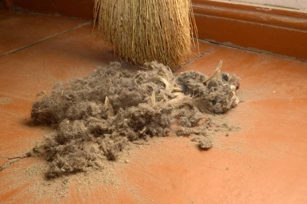 2. 아파트 vs 단독주택: 먼지 미생물 생태계는 어떻게 다를까