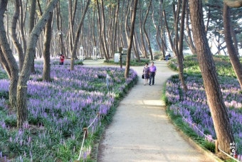 장항송림산림욕장